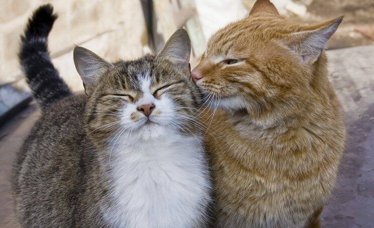 Легко ли вам влюбиться?