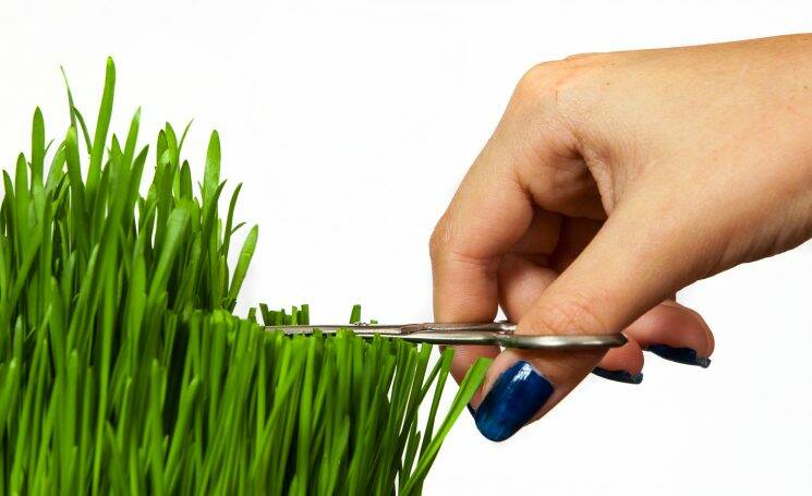 Халтурщица или перфекционистка