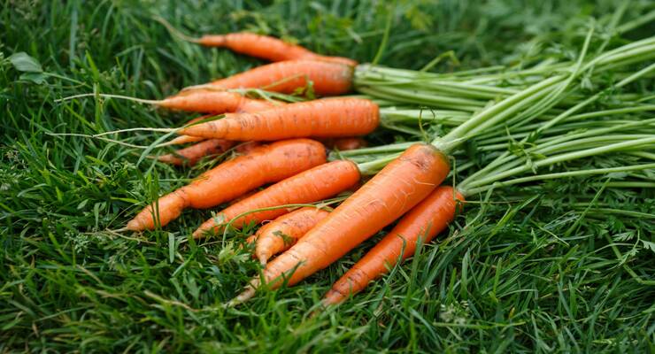 Фото к статье: Морковная диета для быстрого похудения: особенности, меню, отзывы