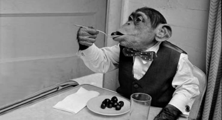 Фото к статье: Кулинария превратила обезьяну в человека?
