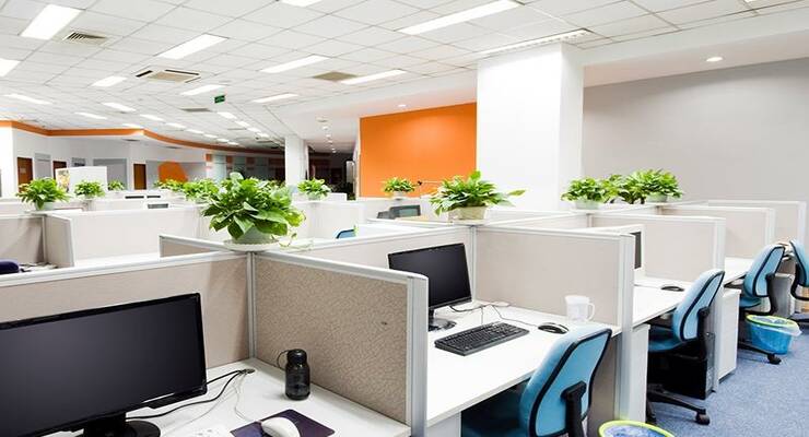 Фото к статье: Зачем нужны растения в офисе