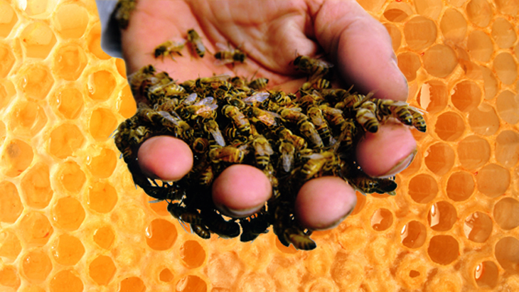 Лечение грыжи позвоночника пчёлами