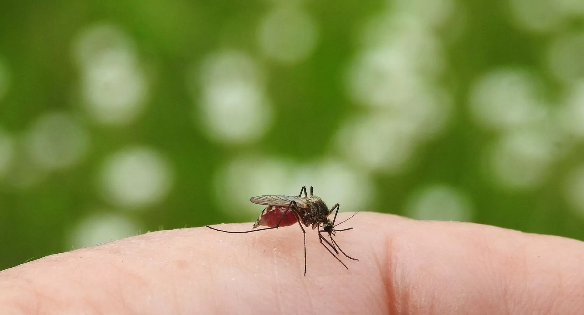 Фото к статье: 18 продуктов питания, которые сделают вас вкуснее для комаров