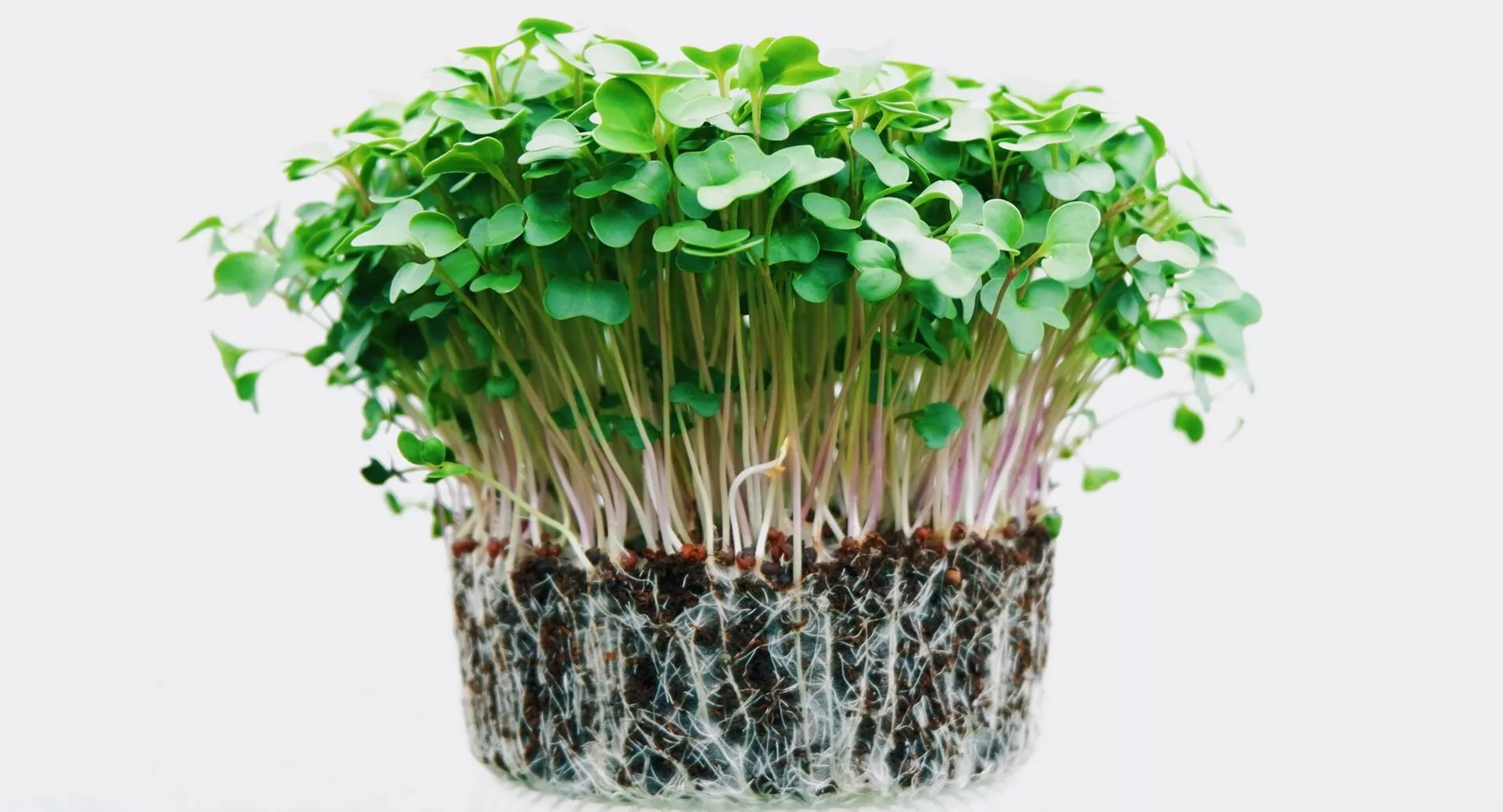 Фото к статье: Как вырастить дома микрозелень и что с ней приготовить?