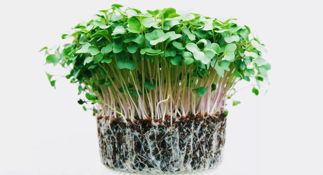 Как вырастить дома микрозелень и что с ней приготовить?